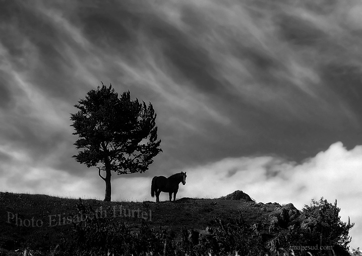Un caballo y un árbol , foto de paisaje en blanco y negro