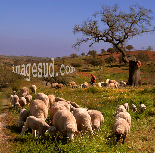 Portugal : Algarve et Alentejo