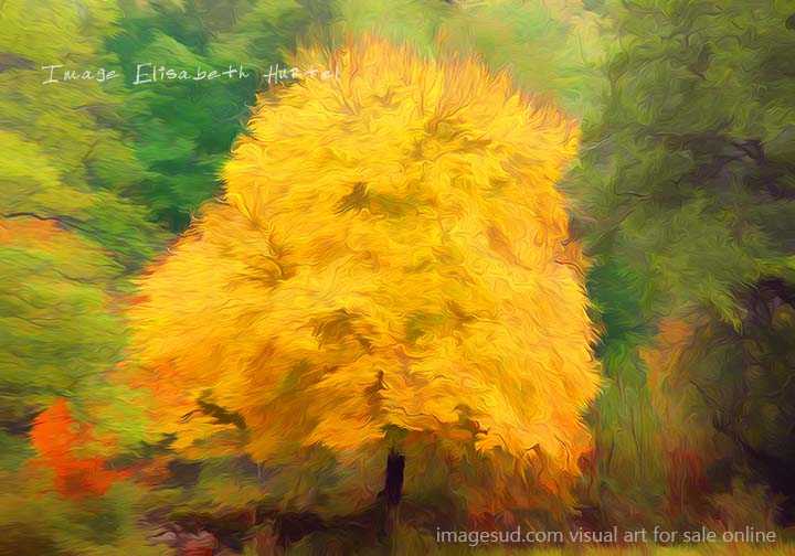 Visual art, digital image for wall art